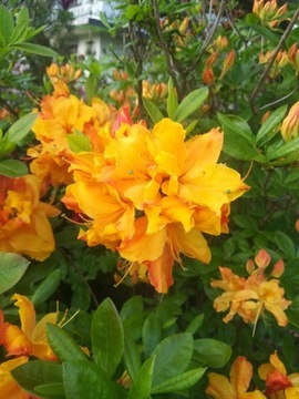 Azalia Wielkokwiatowa doniczka 1l  Sunte Nectarine