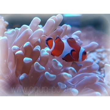 AMPHIPRION OCELLARIS błazenek akwarystyka morska