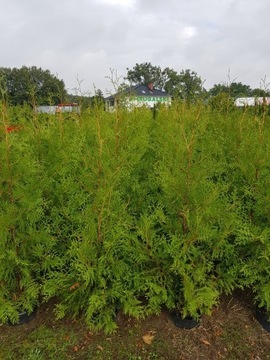 Tuja Brabant 200-240 cm tuje weimar dolmar thuja