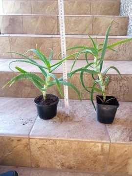Aloes drzewiasty Aloe arborescens leczniczy
