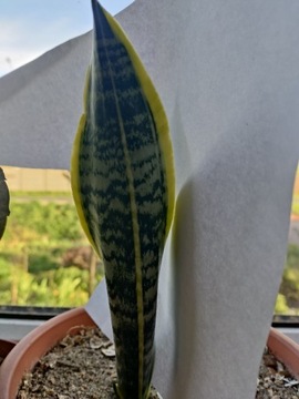 Sansevieria futura superba