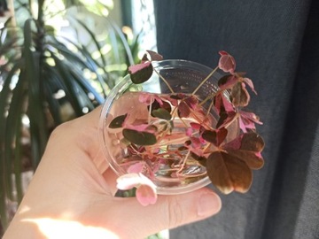 Oxalis spiralis vulcanicola 'Crazy Plum' Szczawik