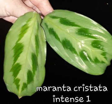 Maranta cristata intense