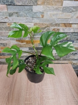 Rhapidophora tetrasperma variegata,minimaVariegata