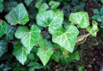 Bluszcz Pospolity 'Goldfinger' - Hedera Helix 25