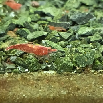 Krewetki Neocaridina Red cherry 10x