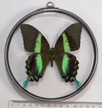 Gablotka PBX1 dwustronna z motylem Papilio blumei