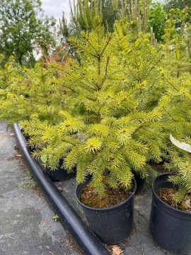Świerk serbski - Picea Omorica 50/80CM DONICZKA