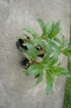 Wierzbownica kosmata (Epilobium)-sadzonka