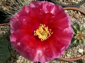 Opuntia polyacantha 'Big Red' - roślina