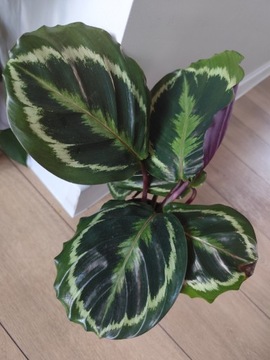 Calathea Rosepicta (Kalatea)