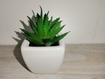 Aloes stuczny w ceramicznej donicy 10 cm, Nowy