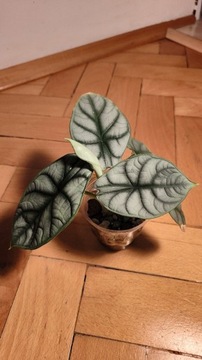 Alokazja Alocasia Silver Dragon