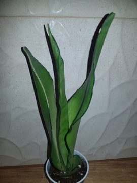 Sansewieria sansevieria Moonshine 