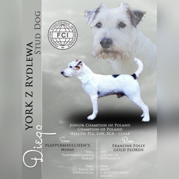 Parson Russell Terrier  - Ch.Pl Reproduktor