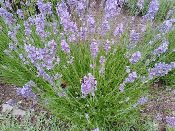 Lawenda wąskolistna (Lawandula angustifolia)