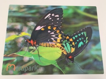 OBRAZ 3D - motyle - 30 x 40 cm