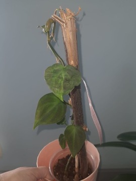 Philodendron Camposportoanum