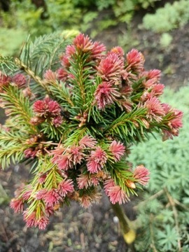 Picea abies Świerk Punahilkka Czerwony karzeł 