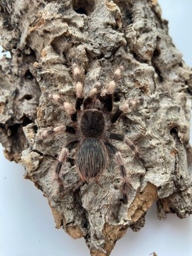 Samica N.colorstovillosus 3,5cm