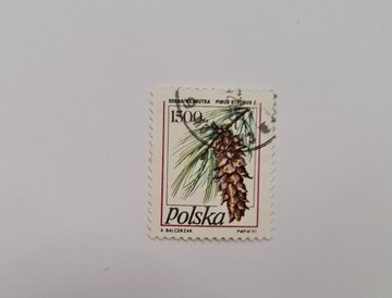 3165 Polska Owoce drzew iglastych (1)