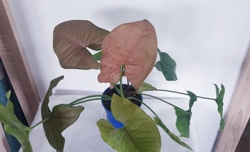 SYNGONIUM Pink 32 - różowe kolekcjonerska roślina