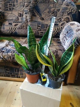 Sansewieria, sansevieria w don 10 cm