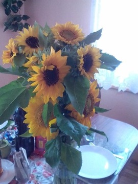 Kwiaty słonecznika do bukietów