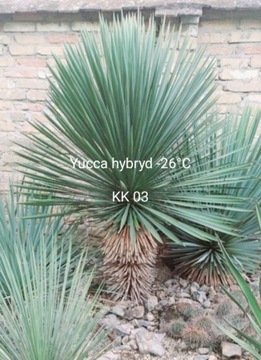 Yucca tworzącą pień hybryda -26°C juka szybkorosna
