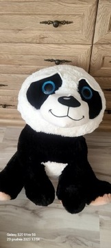 Panda niebieskooka 