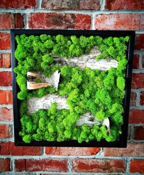 Zielony obraz z mchu. Obraz z roślin. 