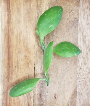 Hoya brevialata - cięta sadzonka 