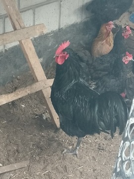 Kogut australorp