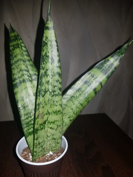 Sansevieria zeylanica Fun