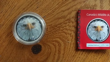 Maple Leaf Wildlife 2019 - Silver Bald Eagle