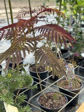 Albicja SUMMER CHOCOLATE (Albizia)