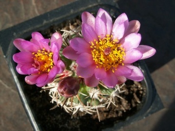 Sclerocactus glaucus SB 141 - 10 nasion