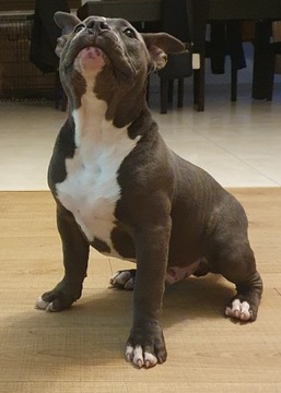 American Bully Pocket piesek