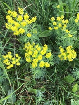 Pogromca kretów WILCZOMLECZ SOSNKA, Euphorbia 