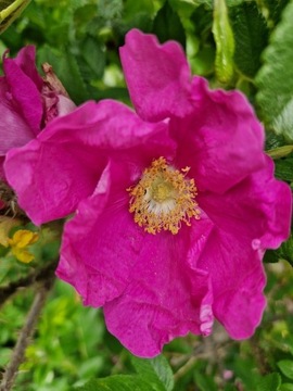 Róża pomarszczona, Rosa Rugosa XXL