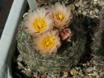 Pediocactus simpsonii VZD 877 - 10 nasion