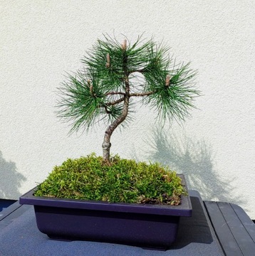 Piękna Sosna czarna materiał na Bonsai 40 cm