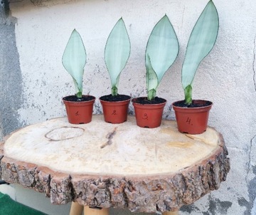 Sansevieria Moonshine srebrne wybarwione sadzonki 