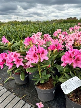 Rhododendron - COSMOPOLITAN - Różanecznik 