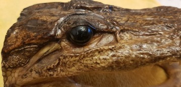 Głowa krokodyla prawdziwa spreparowana oryg. z USA