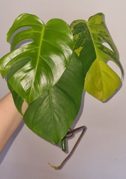 Monstera marmorata aurea yellow variegata 