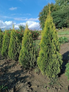 Tuja Thuja  janed gold 120 cm - złoty szmaragd