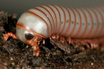 Atopochetus caudulanus wije Warszawa 