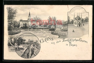 POZNAŃ Posen Zoologischer Garten lwy 1908