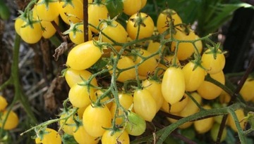 BARRY'S CRAZY CHERRY Pomidor (Multiflora)